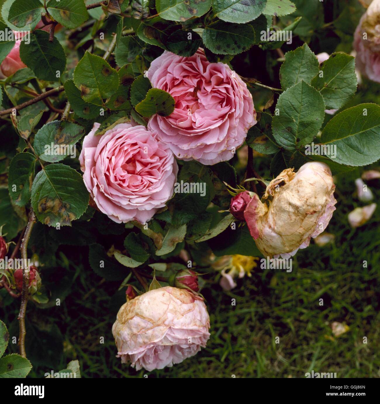 Balling - of Rosa `Constance Spry' due to wet weather.   DIS036163  /Photosho Stock Photo